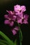 Purple Vanda Orchid