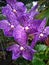 purple vanda orchid close up photo
