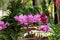 Purple vanda orchid, natural garden scene