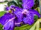 Purple vanda orchids