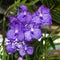 Purple Vanda Orchids