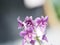 Purple Vanda orchids Dendrobium lindley, Orchidaceae, Dendrobium phalaenopsis beautiful bouquet on blurred of nature background