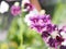 Purple Vanda orchids Dendrobium lindley, Orchidaceae, Dendrobium phalaenopsis beautiful bouquet on blurred of nature background