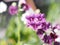 Purple Vanda orchids Dendrobium lindley, Orchidaceae, Dendrobium phalaenopsis beautiful bouquet on blurred of nature background