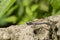 Purple Variable Dancer DamselFly on Ledge