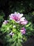 Purple Variegated Holly Hock Bloom with buds