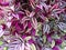 Purple variegated plant leaves