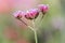 Purple Verbana Bonariensis flower at shallow depth background