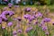 Purple Verbena blooming in park filed