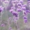 Purple Verbena bonariensis flower purpletop vervain