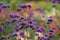 Purple Verbena Bonariensis flowers, photographed in late summer in a garden near St Albans, Hertfordshire, UK