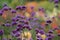 Purple Verbena Bonariensis flowers, photographed in late summer in a garden near St Albans, Hertfordshire, UK