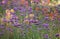 Purple Verbena Bonariensis flowers, photographed in late summer in a garden near St Albans, Hertfordshire, UK