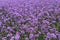 Purple verbena field