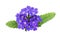 Purple verbena flowers and leaves