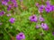 Purple verbena flowers after raining close up