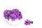 Purple Verbena Flowers used in Natural Herbal Medicine