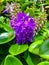 Purple Veronica Macrocarpa flower