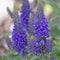 Purple Veronica Speedwell Flowers Blooming