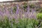 Purple Veronica Spicata established flowering plants in herbaceous border.