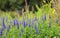 Purple Veronica spicata flowers