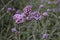 Purple vervain in flower garden