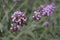 Purple vervain in flower garden