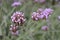 Purple vervain in flower garden