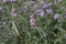 Purple vervain in flower garden