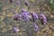 Purple vervain in flower garden