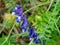 Purple Vetch flower and bee close up