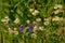 Purple vetch flowers and white and yellow daisies in a green field