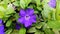 A Purple Vinca Flower Macro