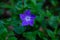 A Purple Vinca major