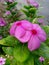 Purple Vinca rosea flowers