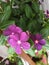 purple vinca rosea flowers