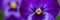 Purple viola flowers background