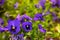 Purple viola flowers close up on garden flowerbeds