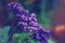Purple violet blue heliotropium arborescens or garden heliotrope flowers on faded blurry background.