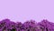 Purple violet Bougainvillea paper flower tropical flower bush