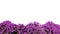 Purple violet Bougainvillea paper flower tropical flower bush