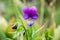 Purple violet with buds blooms on a sunny meadow. flower closeup