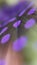 Purple violet feather background pattern texture drop