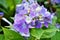 Purple violet flowers bigleaf French Hydrangea macrophylla Hamburg ,Lacecap ,Mophead ,penny mac ,hortensia blooming in garden, sof