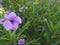 Purple violet flowers garden gardenflower green plant natural leaf