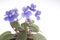 Purple violet flowers over white background