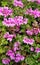 Purple Violet Geranium - Geranium soboliferum - Southern California Garden