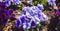 Purple and violet heartsease, flower garden - close-up