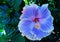 Purple or violet Hibiscus, Rose Mallow