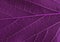 Purple violet leaf texture background. leaf closeup